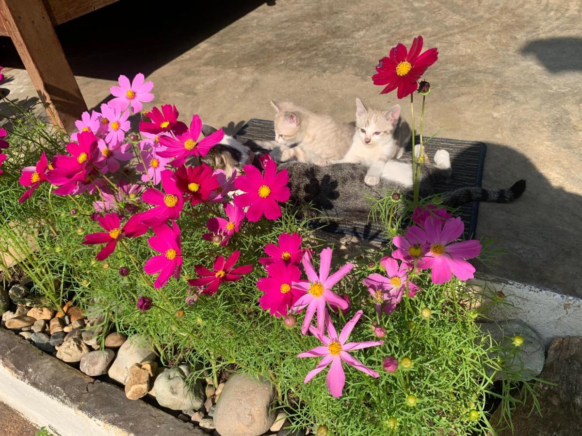 Hongkhao Village Chiang Mai Ngoại thất bức ảnh