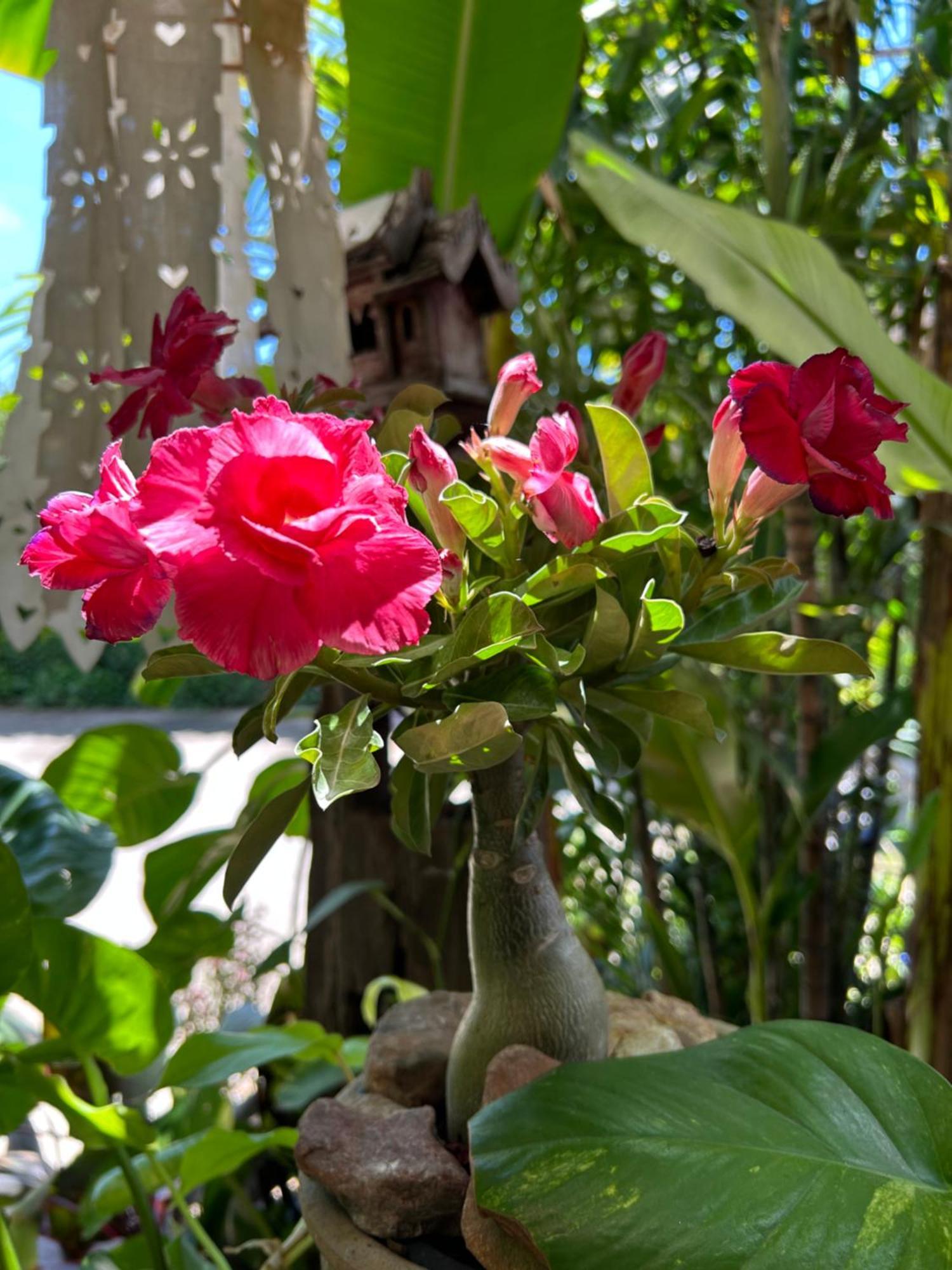 Hongkhao Village Chiang Mai Ngoại thất bức ảnh